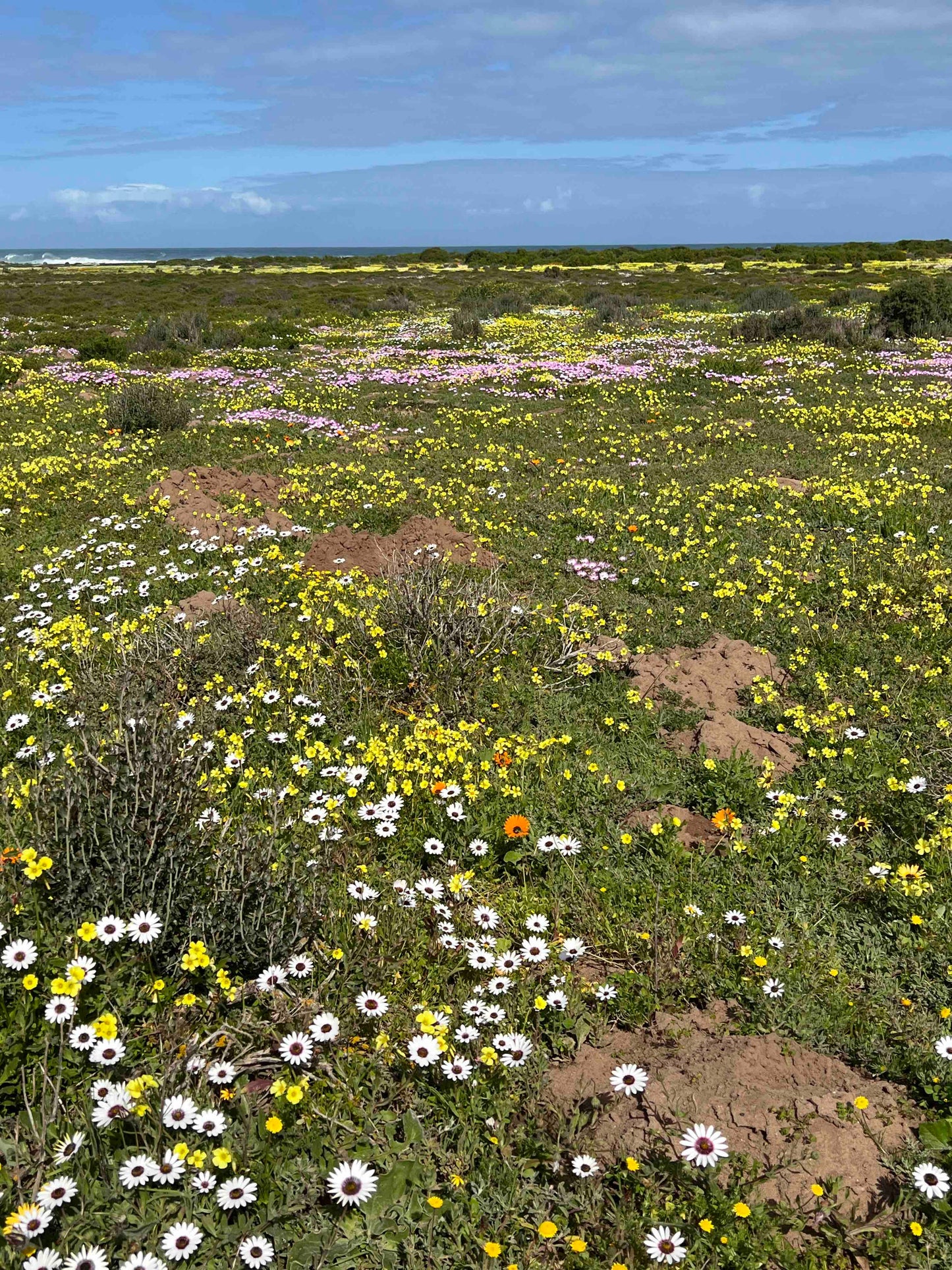 Wildflower Quilt