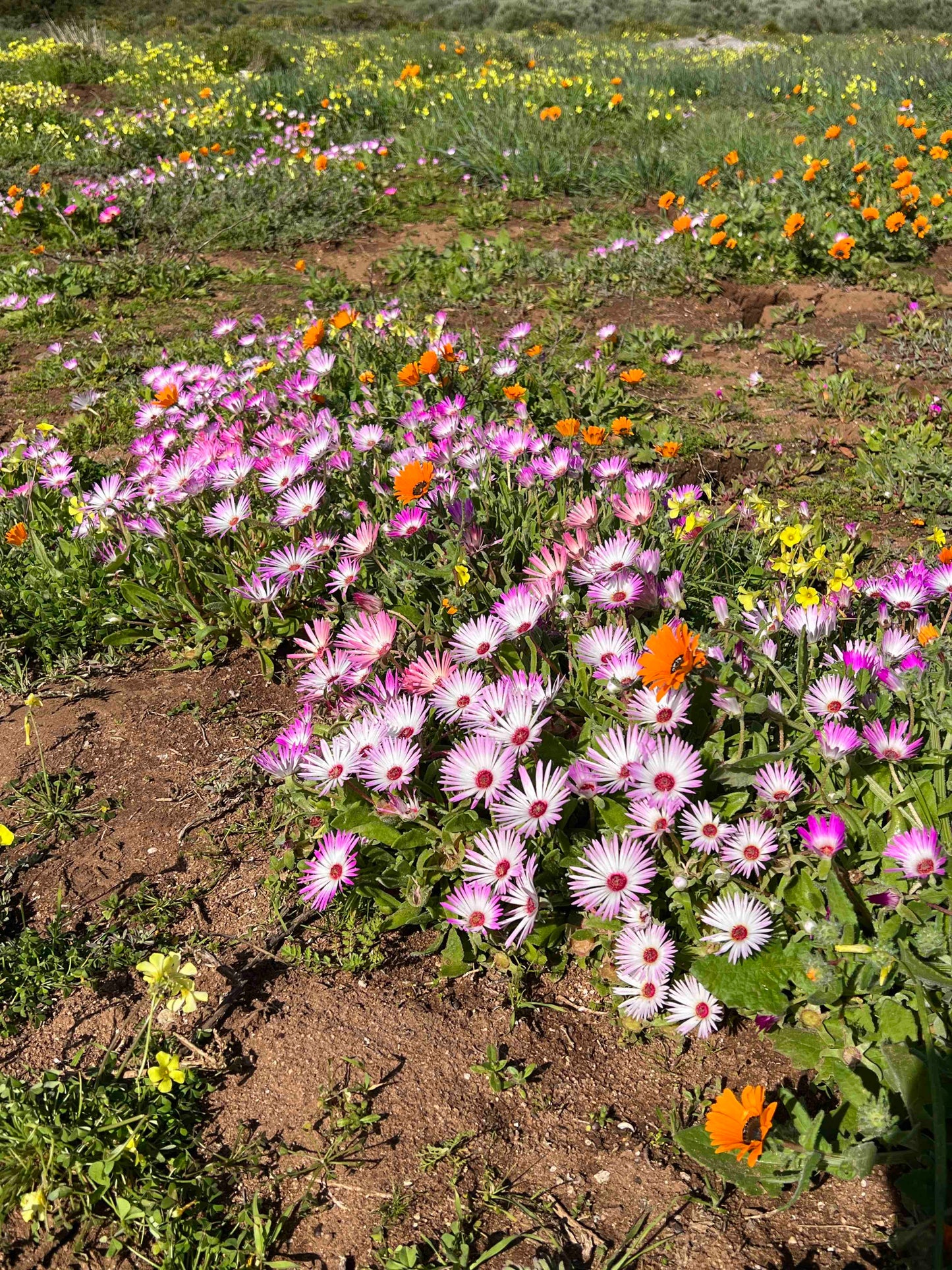 Wildflower Quilt
