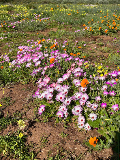 Wildflower Quilt